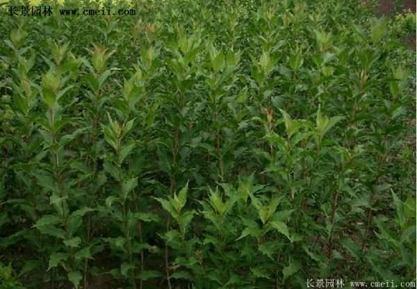 沭陽(yáng)紅王子錦帶花