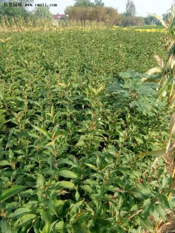 沭陽紅王子錦帶花基地