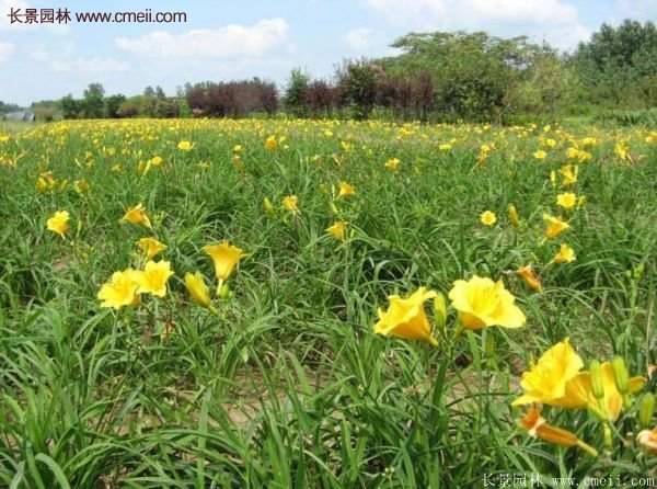 金娃娃萱草多少錢一棵？