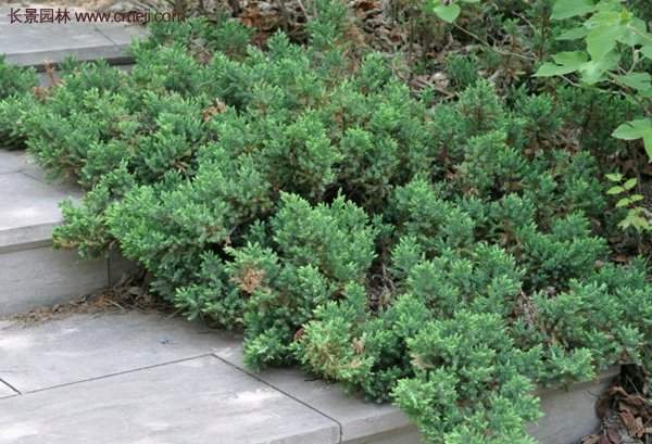 沭陽(yáng)的地柏基地