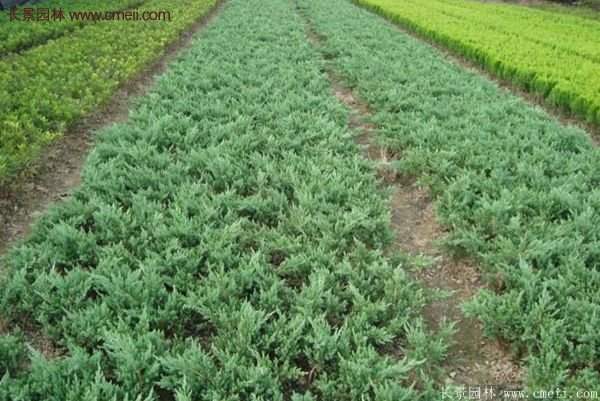 沭陽的地柏 沭陽的地柏