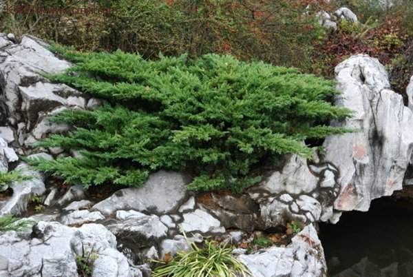 沭陽(yáng)地柏的規(guī)格 沭陽(yáng)地柏的規(guī)格