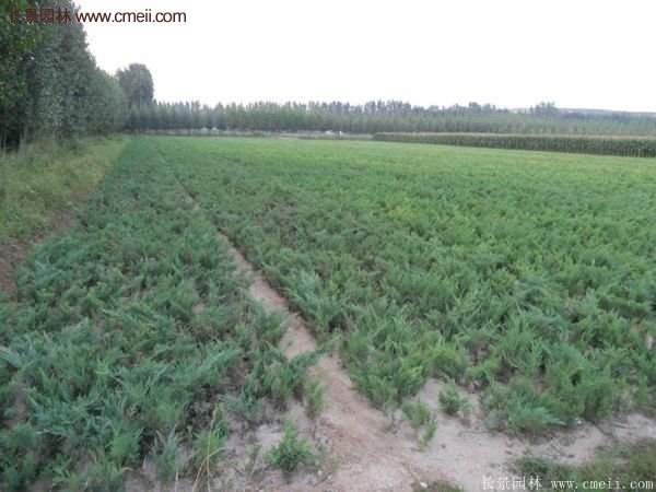 沭陽(yáng)地柏的規(guī)格 沭陽(yáng)地柏的規(guī)格