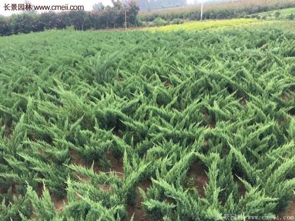 沭陽(yáng)地柏的規(guī)格 沭陽(yáng)地柏的規(guī)格