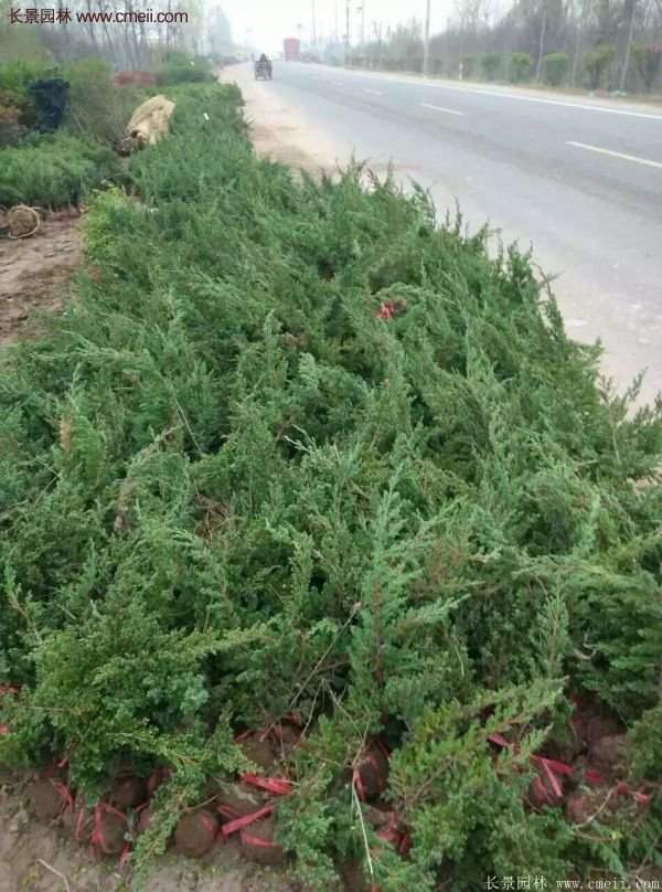 沭陽(yáng)地柏的規(guī)格 沭陽(yáng)地柏的規(guī)格