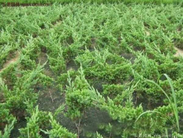 沭陽(yáng)地柏的規(guī)格 沭陽(yáng)地柏的規(guī)格