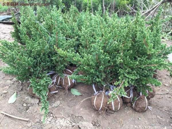 沭陽(yáng)地柏的規(guī)格 沭陽(yáng)地柏的規(guī)格
