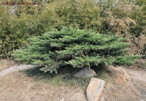 沭陽沙地柏基地 沭陽沙地柏基地