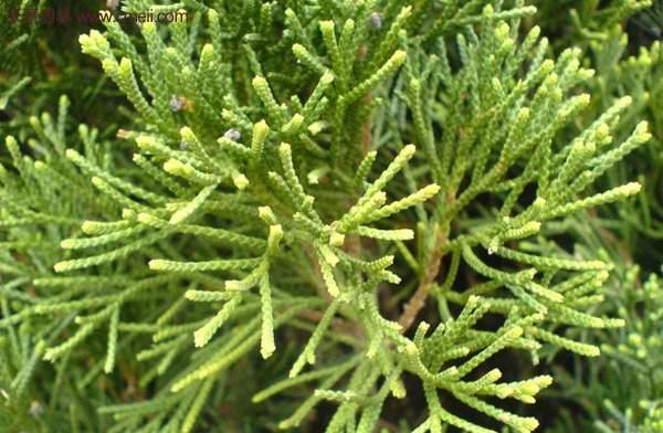 沭陽沙地柏基地 沭陽沙地柏基地