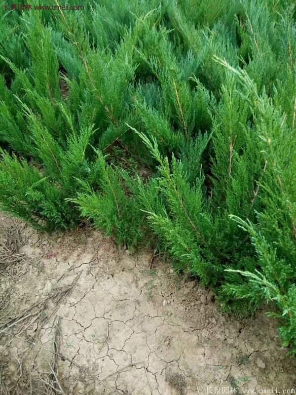 沭陽沙地柏基地 沭陽沙地柏基地