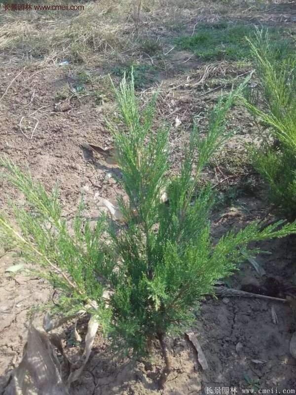 沭陽沙地柏基地 沭陽沙地柏基地