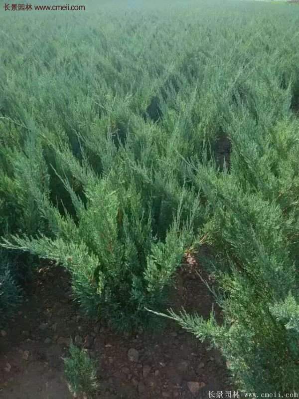 沭陽沙地柏 沭陽沙地柏