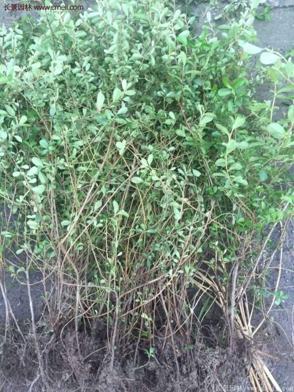 沭陽(yáng)火棘球 沭陽(yáng)火棘球