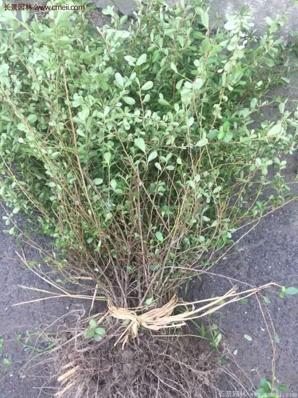 沭陽(yáng)火棘球 沭陽(yáng)火棘球