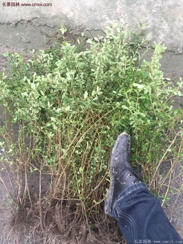 沭陽(yáng)火棘球 沭陽(yáng)火棘球