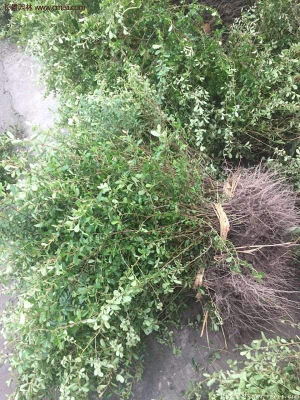 沭陽(yáng)火棘球 沭陽(yáng)火棘球