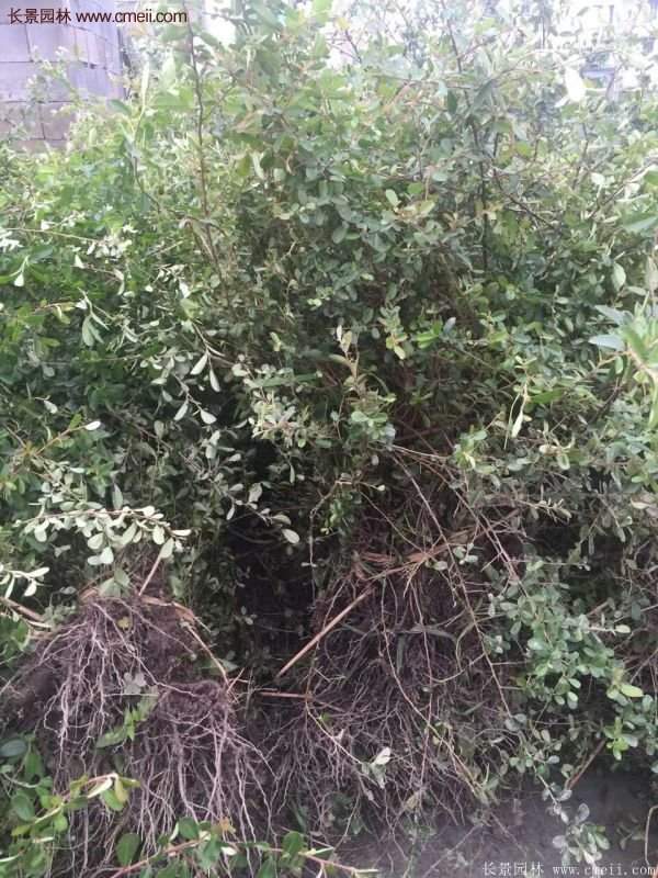 沭陽(yáng)火棘球 沭陽(yáng)火棘球