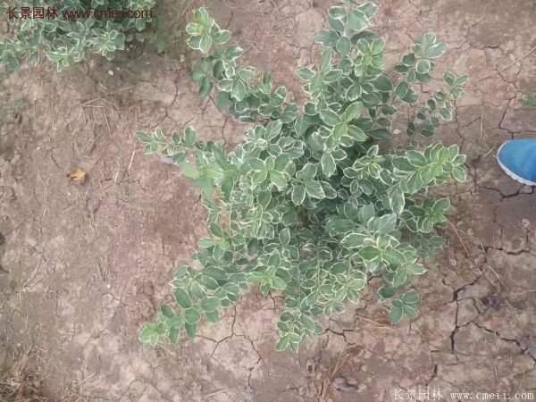 沭陽金邊黃楊的價格 沭陽金邊黃楊的價格