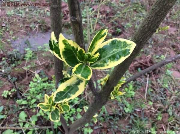 沭陽金邊黃楊 沭陽金邊黃楊