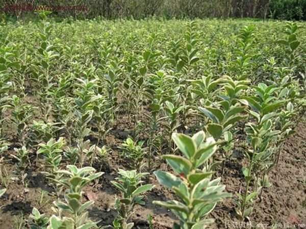 沭陽金邊黃楊 沭陽金邊黃楊