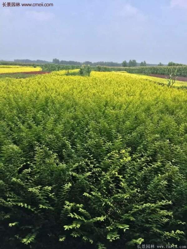 金葉女貞市場(chǎng)價(jià)格 金葉女貞市場(chǎng)價(jià)格