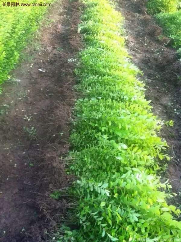 金葉女貞市場(chǎng)價(jià)格 金葉女貞市場(chǎng)價(jià)格