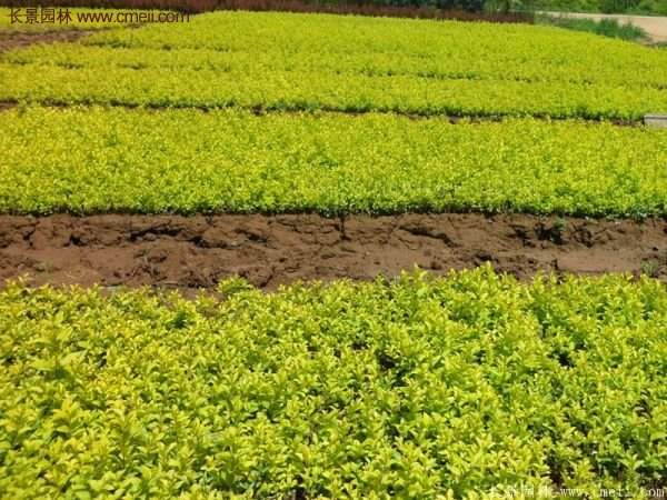 金葉女貞市場(chǎng)價(jià)格 金葉女貞市場(chǎng)價(jià)格