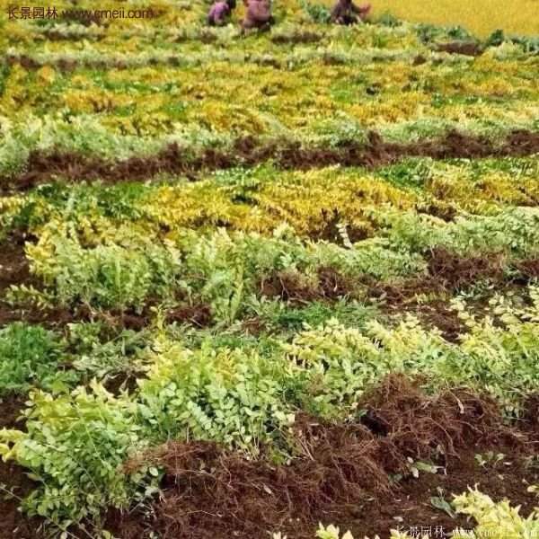 沭陽的金葉女貞基地 沭陽的金葉女貞基地