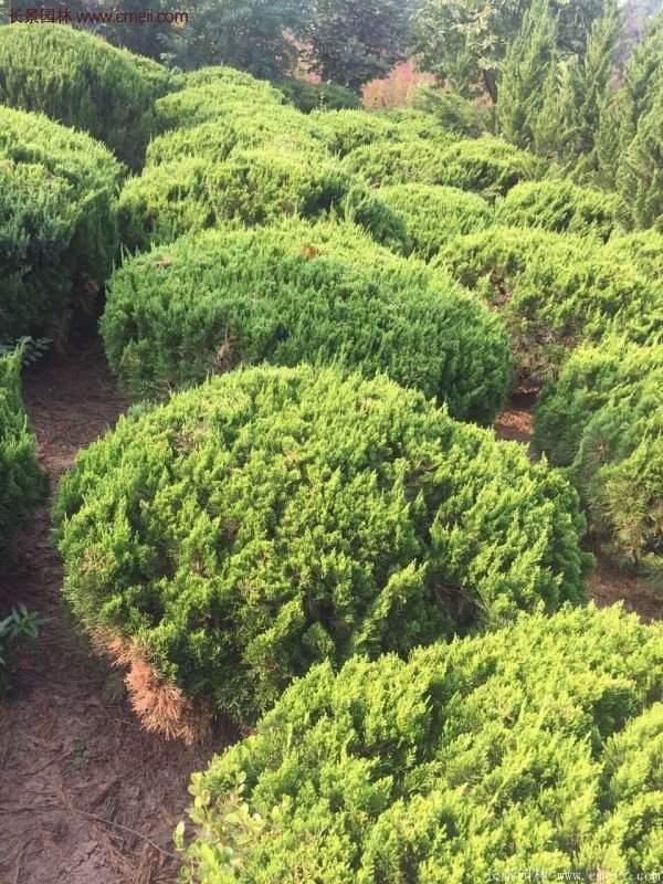 龍柏球實拍圖片