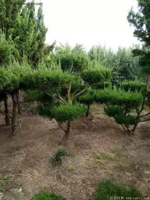 龍柏景觀樹造型