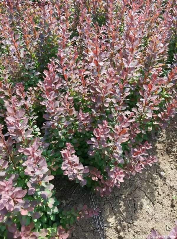 沭陽的紅葉小檗基地 沭陽的紅葉小檗基地