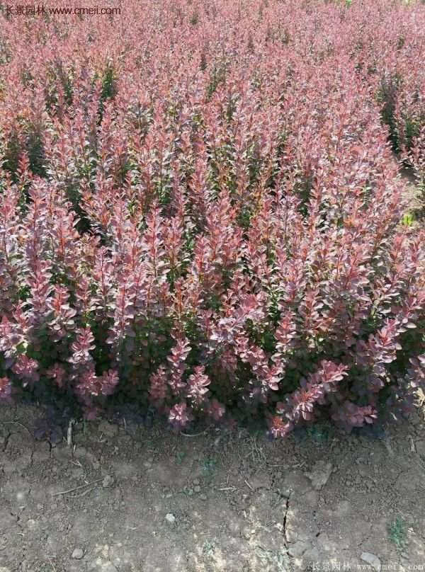 沭陽紅葉小檗基地 沭陽紅葉小檗基地