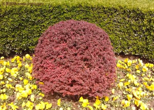 沭陽紅葉小檗基地 沭陽紅葉小檗基地