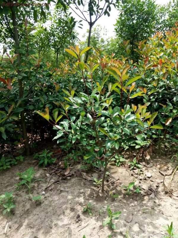 沭陽基地的紅葉石楠