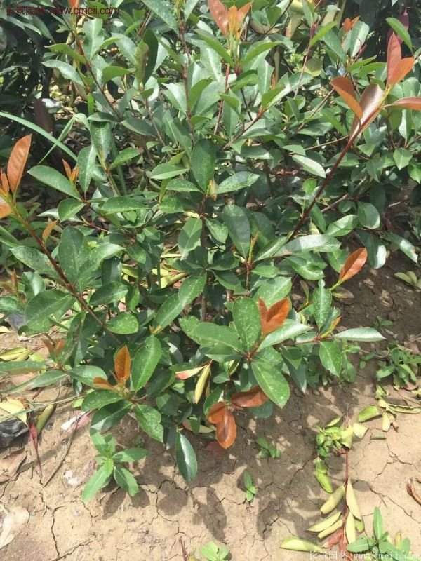 沭陽紅葉石楠的規格