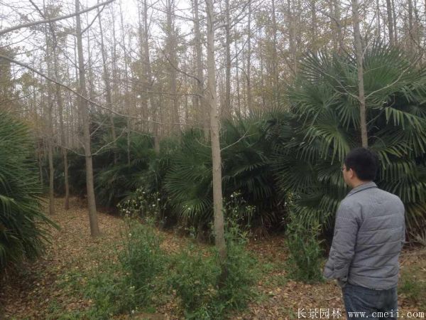 棕櫚苗木-沭陽(yáng)長(zhǎng)景園林