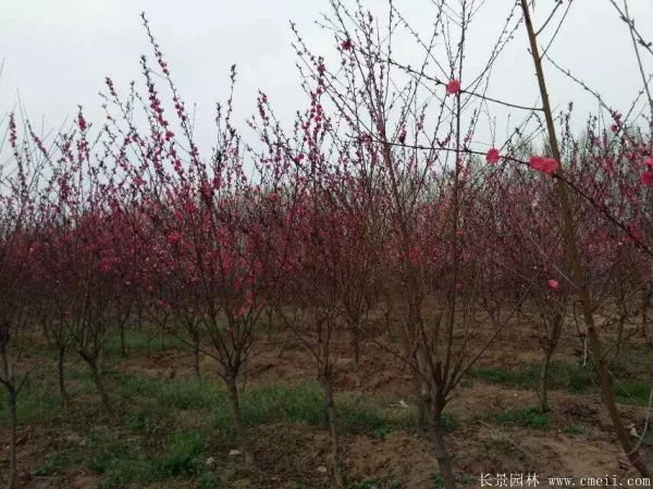 紅葉碧桃圖片紅葉碧桃基地實(shí)拍 紅葉碧桃圖片紅葉碧桃基地實(shí)拍
