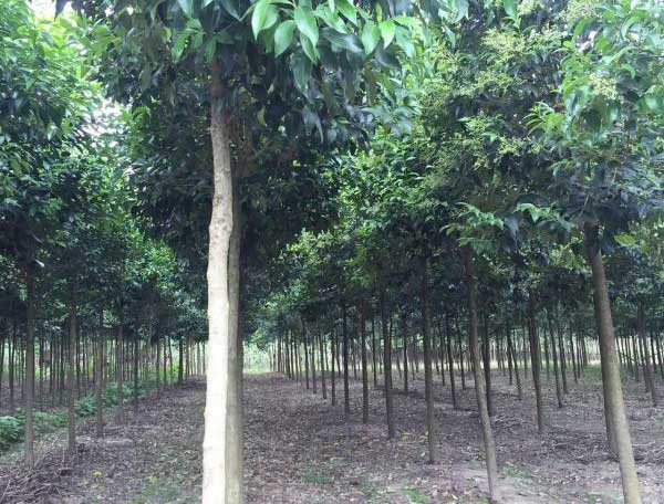 大葉女貞圖片大葉女貞基地實拍 大葉女貞圖片大葉女貞基地實拍