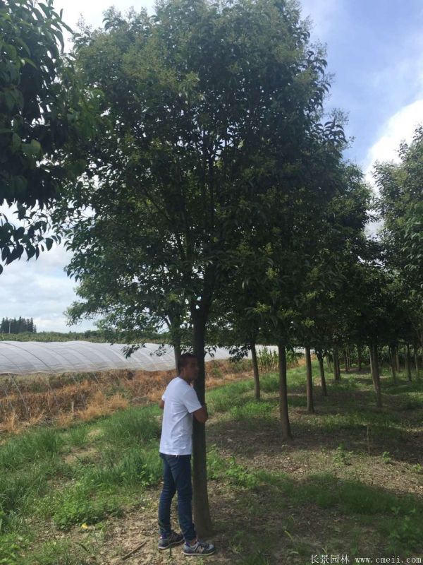 大葉女貞圖片大葉女貞基地實拍 大葉女貞圖片大葉女貞基地實拍