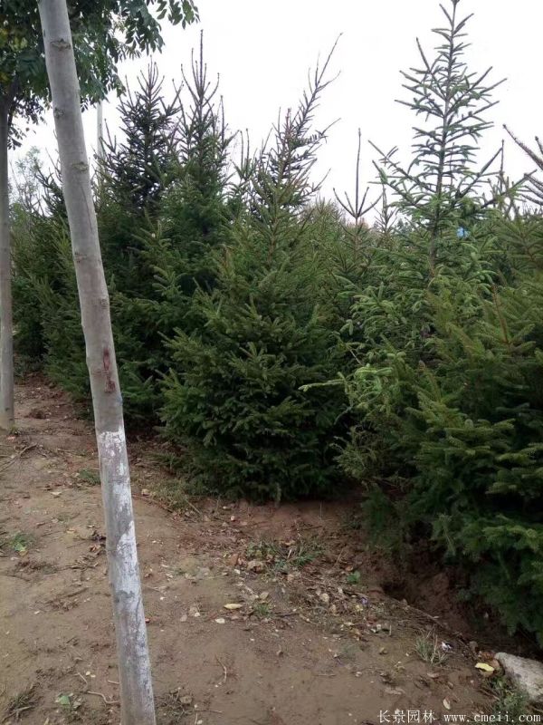 云杉圖片基地實(shí)拍 云杉圖片基地實(shí)拍