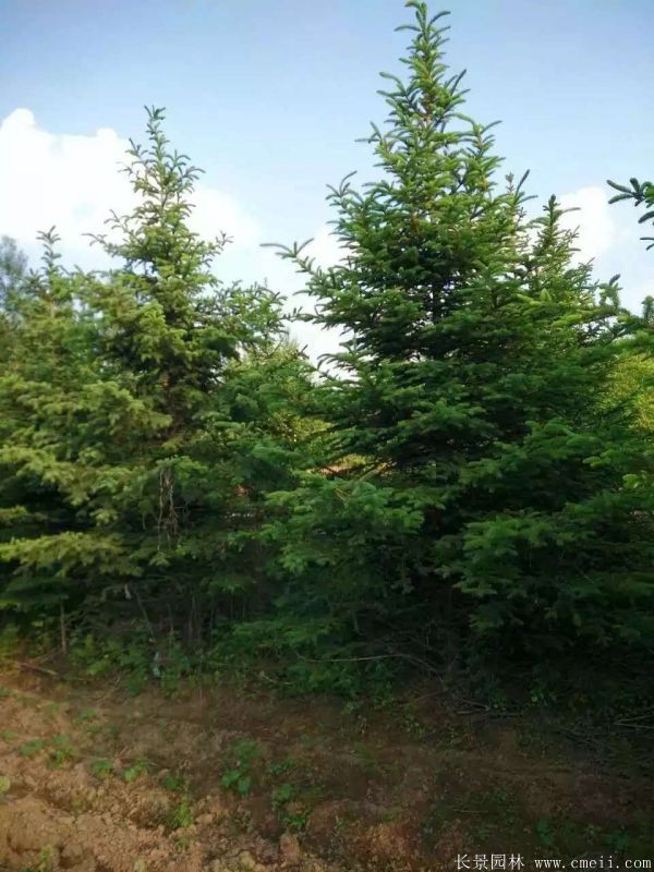 云杉圖片基地實(shí)拍 云杉圖片基地實(shí)拍