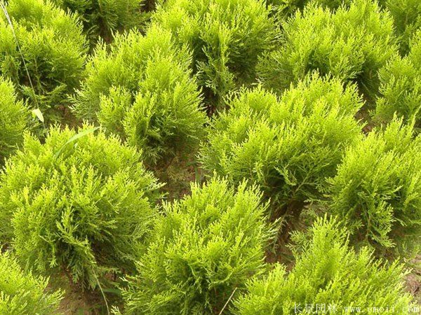 灑金柏種子發芽出苗圖片