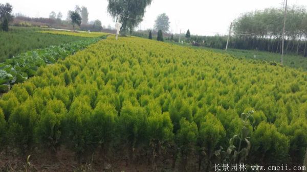 灑金柏種子發芽出苗圖片