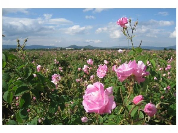 雜種香水月季圖片 雜種香水月季圖片