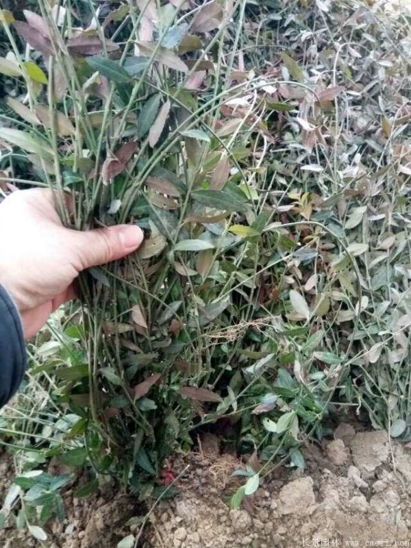 扶芳藤圖片基地實(shí)拍