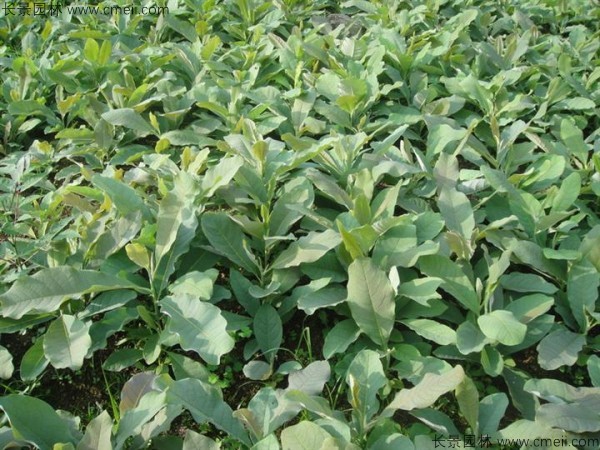 杜仲種子發(fā)芽出苗圖片