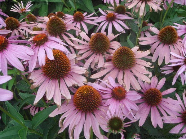 松果菊種子圖片 松果菊種子圖片