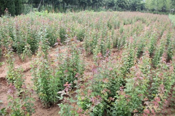 三角楓種子發(fā)芽出苗圖片 三角楓種子發(fā)芽出苗圖片