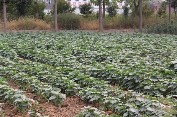 梓樹種子發芽出苗圖片