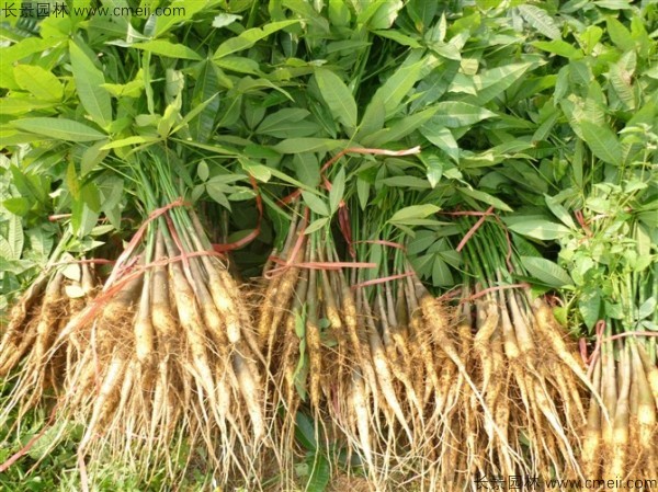 發財樹種子發芽出苗圖片